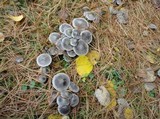 Tricholoma terreum image