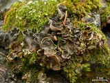 Peltigera castanea image