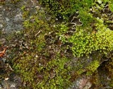 Peltigera castanea image