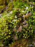 Peltigera castanea image