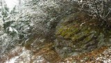 Peltigera castanea image