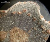 Peltigera castanea image