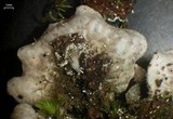 Peltigera castanea image