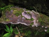 Punctularia atropurpurascens image
