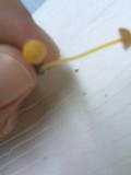 Mycena crocea image