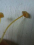Mycena crocea image