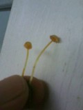 Mycena crocea image