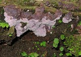 Punctularia atropurpurascens image
