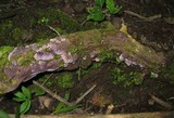 Punctularia atropurpurascens image