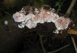 Punctularia atropurpurascens image