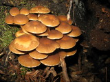 Psathyrella piluliformis image