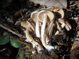 Psathyrella piluliformis image