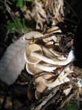 Psathyrella piluliformis image