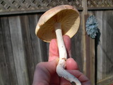Rhodocollybia maculata image