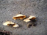 Stereum ochraceoflavum image