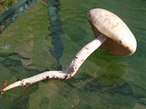 Rhodocollybia maculata image