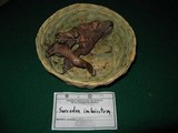 Sarcodon imbricatus image