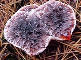 Hydnellum peckii image
