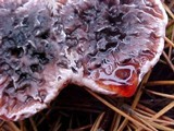 Hydnellum peckii image