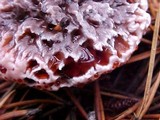 Hydnellum peckii image