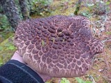 Sarcodon scabrosus image