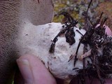 Sarcodon scabrosus image