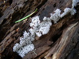 Ceratiomyxa fruticulosa var. fruticulosa image
