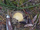 Rhizopogon occidentalis image