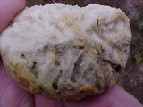 Rhizopogon occidentalis image