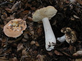 Russula maculata image