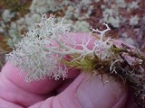 Cladina arbuscula image