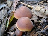 Macrocystidia cucumis image