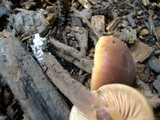 Macrocystidia cucumis image