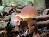 Macrocystidia cucumis image