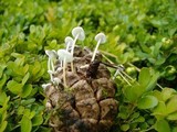 Strobilurus albipilatus image