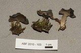 Helvella solitaria image
