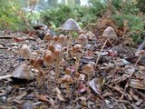 Psathyrella corrugis image