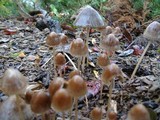Psathyrella corrugis image