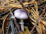 Lepiota roseolivida image