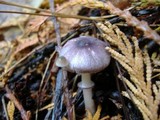 Lepiota roseolivida image
