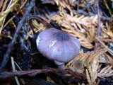 Lepiota roseolivida image