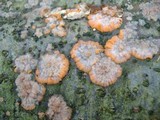 Phlebia radiata image