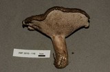 Sarcodon imbricatus image