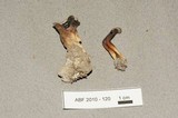 Helvella silvicola image