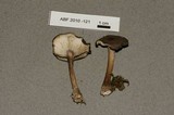 Melanoleuca melaleuca image