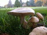 Leucopaxillus albissimus image