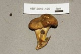Tricholomopsis decora image