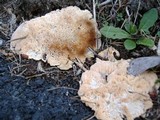 Abortiporus biennis image
