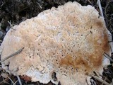 Abortiporus biennis image