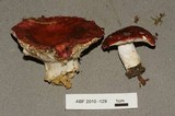 Russula silvicola image